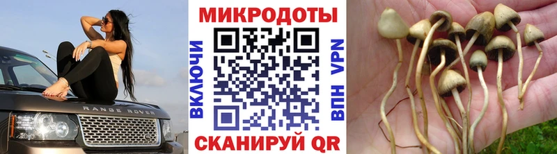 Купить  Красный Сулин  Псилоцибиновые грибы Psilocybe 